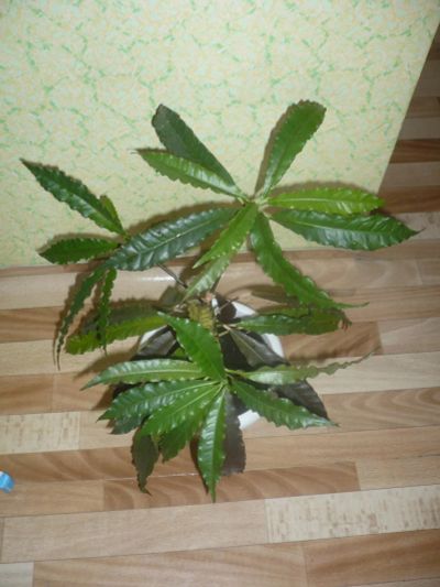 Лот: 9467330. Фото: 1. Кротон. Горшечные растения и комнатные цветы