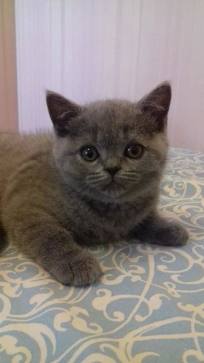 Лот: 10972119. Фото: 1. Шотландская девочка с документами. Кошки, котята