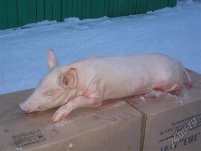 Лот: 684359. Фото: 1. Поросенок молочный. Икра, рыба, морепродукты