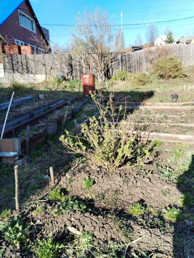 Лот: 25377348. Фото: 1. смородина чёрная куст. Другое (семена, рассада, садовые растения)