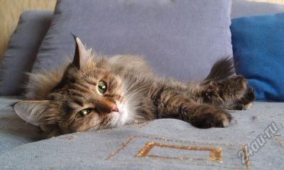 Лот: 5602920. Фото: 1. Ласковая длинношерстная кошка. Кошки, котята