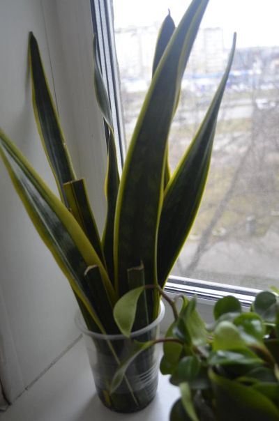 Лот: 10582433. Фото: 1. щучий хвост. Горшечные растения и комнатные цветы