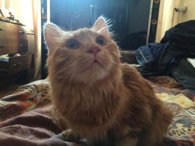 Лот: 6509237. Фото: 1. Найден кот Бобтейл (нужна помощь... Кошки, котята