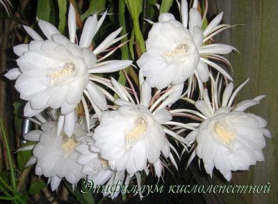 Лот: 14546019. Фото: 1. Лесной кактус-Эпифиллум кислолепестной... Горшечные растения и комнатные цветы