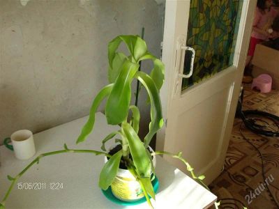 Лот: 1253874. Фото: 1. Золотой ус. Горшечные растения и комнатные цветы