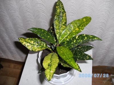 Лот: 108115. Фото: 1. Кротон... Горшечные растения и комнатные цветы