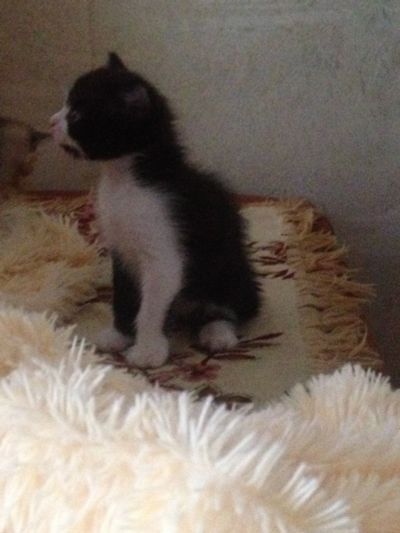 Лот: 11632737. Фото: 1. Котёнок мальчишка. Кошки, котята