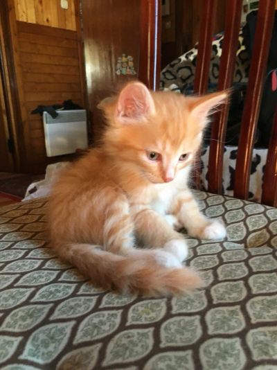 Лот: 6718366. Фото: 1. Пушистый рыжий котенок ждёт хозяина... Кошки, котята