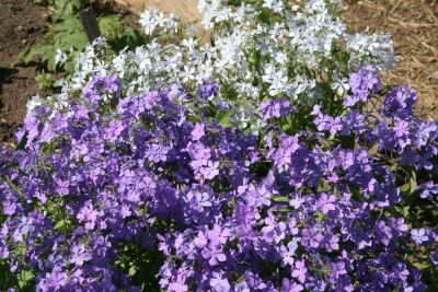 Лот: 9688933. Фото: 1. Флокс растопыренный Блю Мун (голубой... Садовые цветы