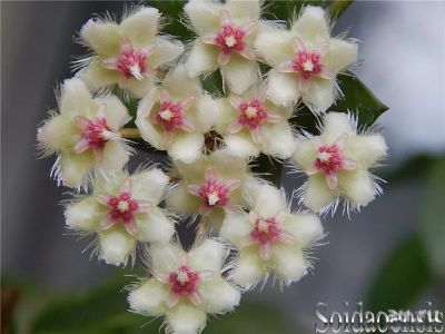 Лот: 13627550. Фото: 1. Хойя Hoya soidaoensis (Hoya Chantraburi... Горшечные растения и комнатные цветы