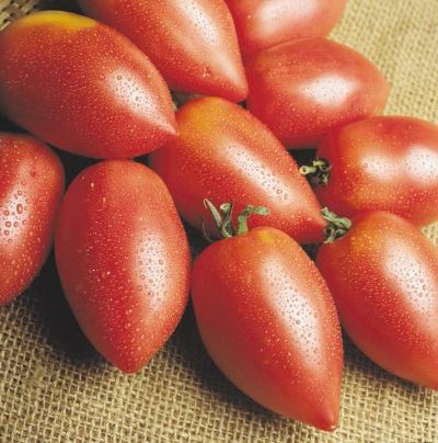 Лот: 7411687. Фото: 1. Рассада раннеспелых томатов "Ракета... Овощи