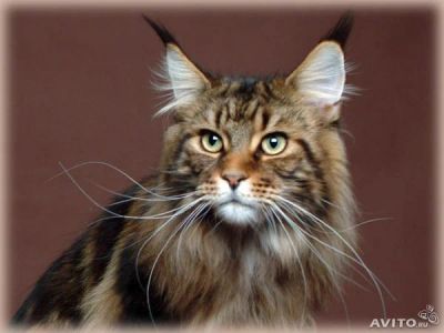 Лот: 3585536. Фото: 1. мейнкуняши. Кошки, котята