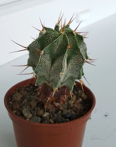 Лот: 9690129. Фото: 1. Кактус Astrophytum ornatum (более... Горшечные растения и комнатные цветы