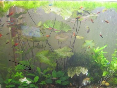 Лот: 730144. Фото: 1. Кувшинка нимфея тировая. Водные растения