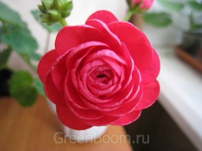 Лот: 8563172. Фото: 1. Пеларгония зональная "PAC Viva... Горшечные растения и комнатные цветы