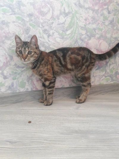 Лот: 10291202. Фото: 1. Отдам кошечку,5 мес. Кошки, котята