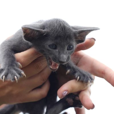 Лот: 5125721. Фото: 1. Ориентальный котята. Кошки, котята