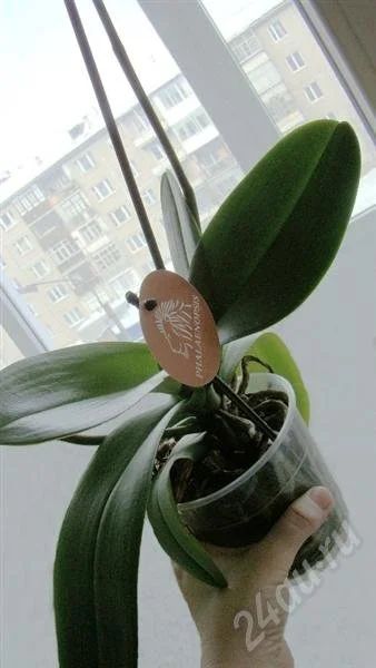 Лот: 724530. Фото: 1. орхидея фаленопсис, отцвели. Горшечные растения и комнатные цветы