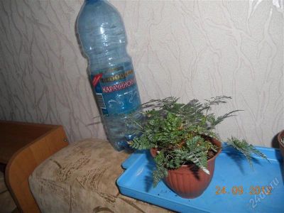 Лот: 2127868. Фото: 1. Папоротник Давалия. Горшечные растения и комнатные цветы