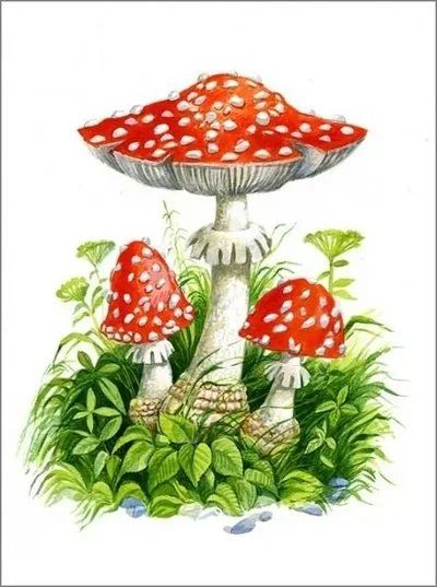 Лот: 17997658. Фото: 1. Мухоморный микродозинг. Народная медицина, БАДы
