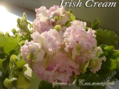 Лот: 1267389. Фото: 1. Фиалка Irish cream (лист). Горшечные растения и комнатные цветы