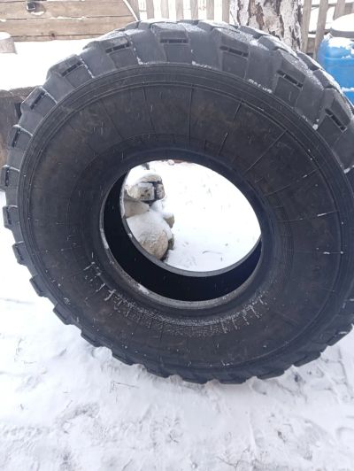 Лот: 24617491. Фото: 1. Шина газ. Шины