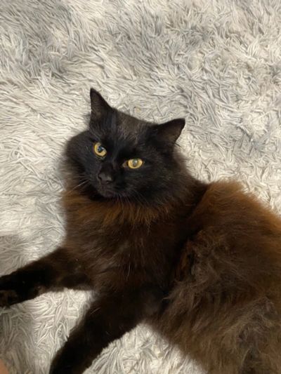 Лот: 24557262. Фото: 1. Большой красивый кот. Кошки, котята