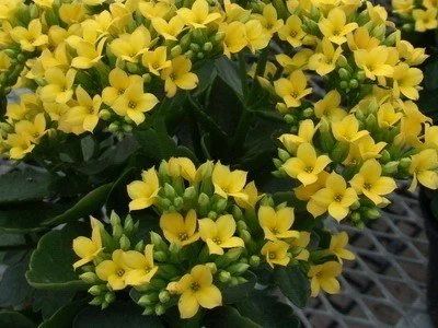 Лот: 15040308. Фото: 1. Каланхое желтый. Горшечные растения и комнатные цветы