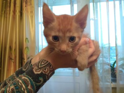 Лот: 12659858. Фото: 1. Рыжий котёнок (пацан) HELP!!!. Кошки, котята