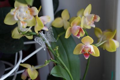 Лот: 11678246. Фото: 1. Орхидея Phal.Fairy Tell Yellow... Горшечные растения и комнатные цветы