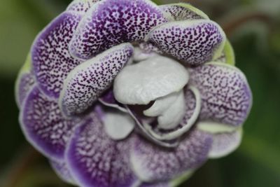 Лот: 3054328. Фото: 1. Глоксиния 19 (цветёт). Горшечные растения и комнатные цветы