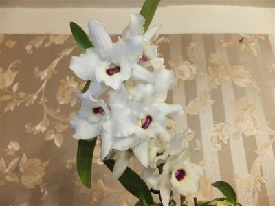 Лот: 2478968. Фото: 1. Орхидея дендробиум нобиле ароматный... Горшечные растения и комнатные цветы