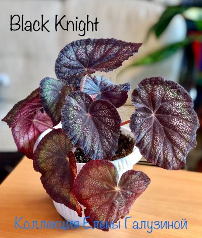Лот: 13218190. Фото: 1. Бегония Black Knight - листья... Горшечные растения и комнатные цветы