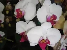 Лот: 8940720. Фото: 1. орхидея фаленопсис. Горшечные растения и комнатные цветы