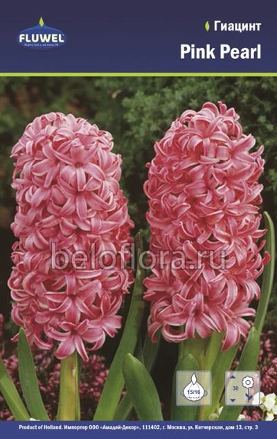 Лот: 6195751. Фото: 1. Гиацинт Pink Pearl. Луковица. Другое (семена, рассада, садовые растения)