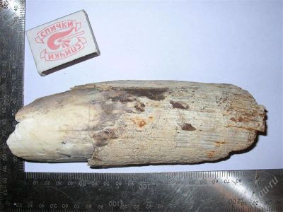 Лот: 791731. Фото: 1. Кусочек бивня мамонта №2. Археология