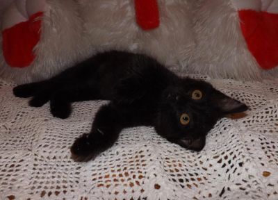 Лот: 4439901. Фото: 1. подарю очаровательного котенка. Кошки, котята