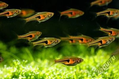 Лот: 16202507. Фото: 1. Расбора Эспи (Rasbora espei). Рыбки