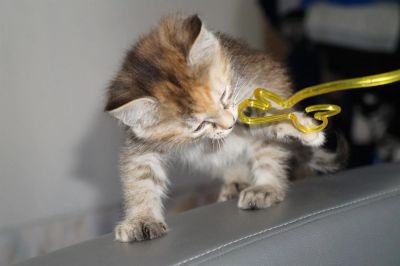 Лот: 2317537. Фото: 1. котенок ищет своего хозяина 2. Кошки, котята