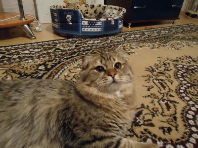 Лот: 3148797. Фото: 1. Ласковый котик ждет невесту. Кошки, котята