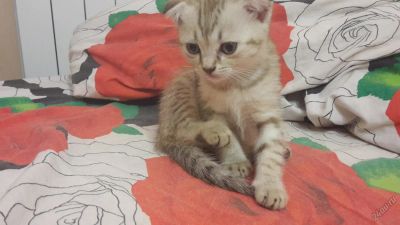 Лот: 5683764. Фото: 1. Очаровательный вислоухий шотландский... Кошки, котята