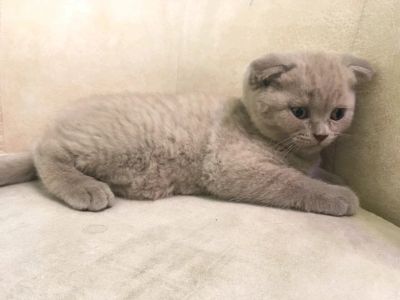 Лот: 11766076. Фото: 1. Котенок мальчик, очень шустрый. Кошки, котята