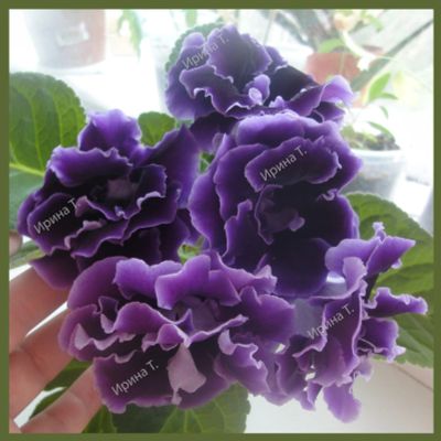 Лот: 13996363. Фото: 1. Глоксиния "Brocade Blue" - лист... Горшечные растения и комнатные цветы