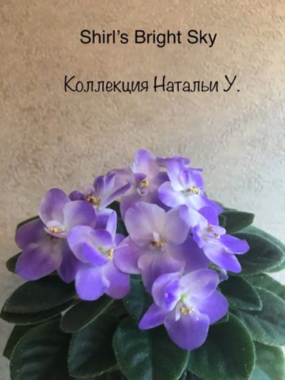 Лот: 15459315. Фото: 1. Фиалка полумини Shirl’s Bright... Горшечные растения и комнатные цветы