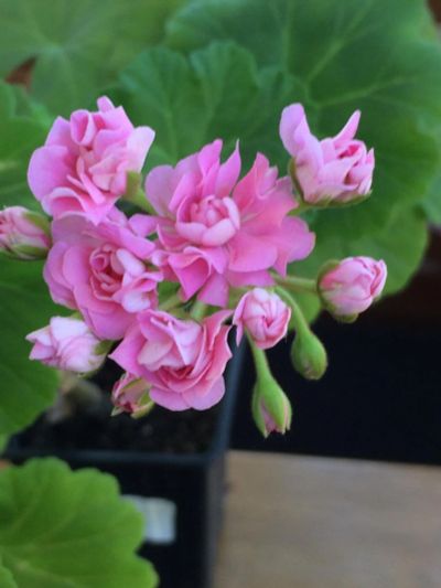 Лот: 9923767. Фото: 1. Пеларгония 'Swanland Pink / Australien... Горшечные растения и комнатные цветы