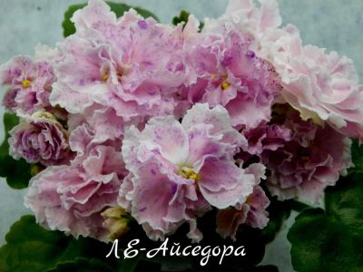 Лот: 6347910. Фото: 1. Продам лист сортовой фиалки ЛЕ-Айседора. Горшечные растения и комнатные цветы