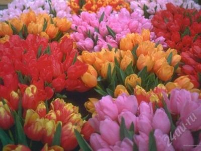 Лот: 524886. Фото: 1. Тюльпаны (луковицы). Горшечные растения и комнатные цветы
