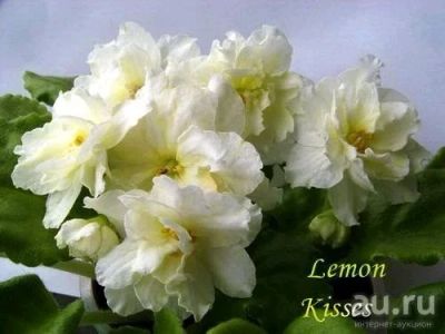 Лот: 13736623. Фото: 1. Фиалка Lemon Kisses. Горшечные растения и комнатные цветы