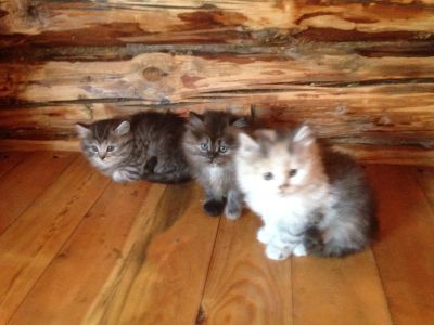 Лот: 4047155. Фото: 1. Котята. Кошки, котята