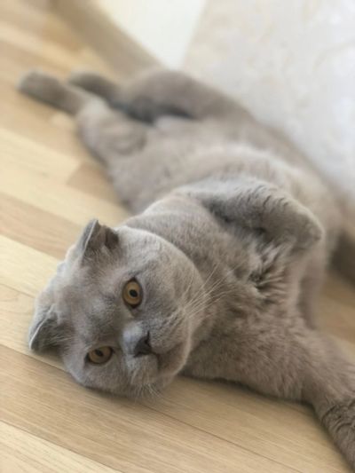 Лот: 18920006. Фото: 1. Кот породы scottish fold в добрые... Миски, лотки, наполнители